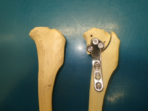 TPLO手術骨模型 向かって左は骨切り前、右は骨切りプレート妝着後