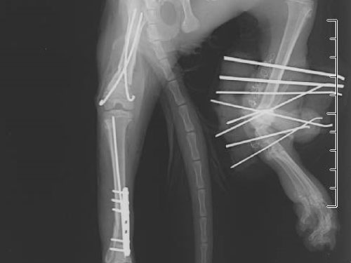 両後肢同時骨折整復症例 8ヶ月 ネコ