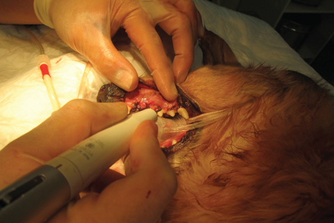 全身麻酔下で超音波を使って歯石を削り取ります。歯石は歯周病の原因になったり、口臭の元になります。キレイに歯石を除去した後は、日々のデンタルケアによって、また元通りにならないようにしましょう。