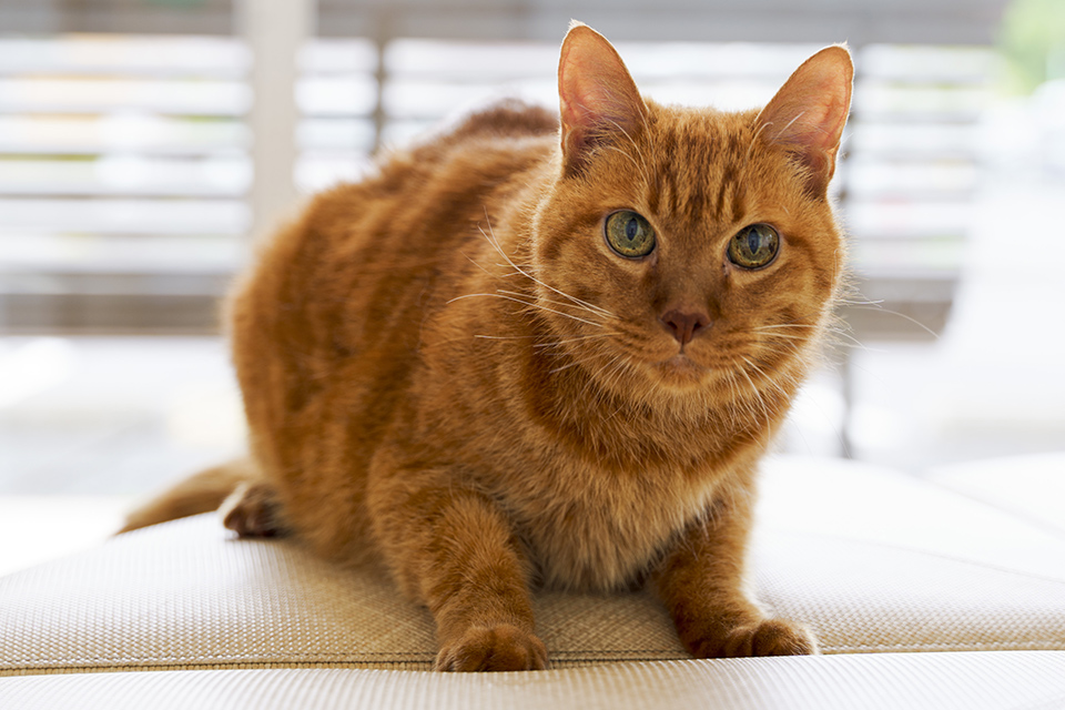 猫専用診察時間