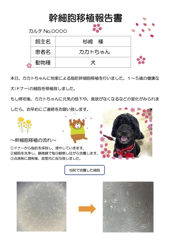 幹細胞移植報告書