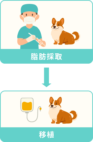 幹細胞の培養と移植の手順