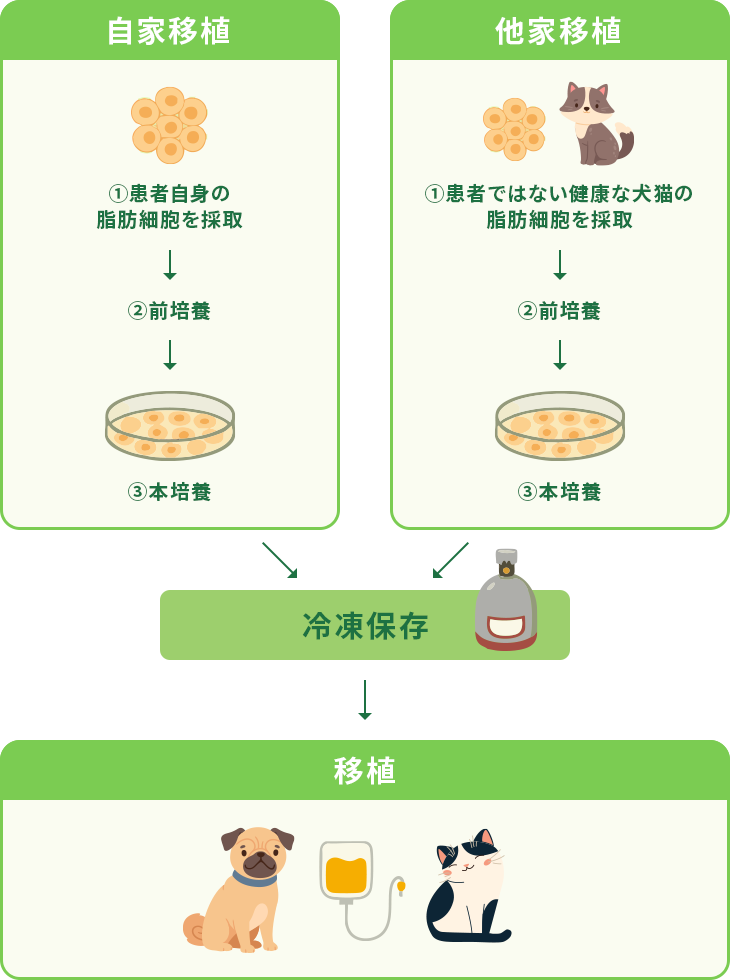 幹細胞の培養と移植の手順