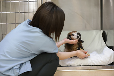 シニアサポートのご案内