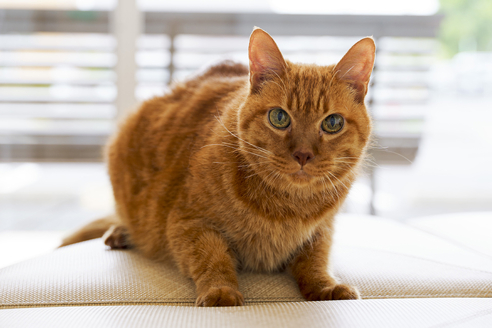 供血犬・猫を募集しています