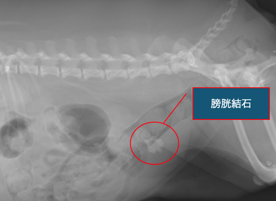 術前レントゲン画像