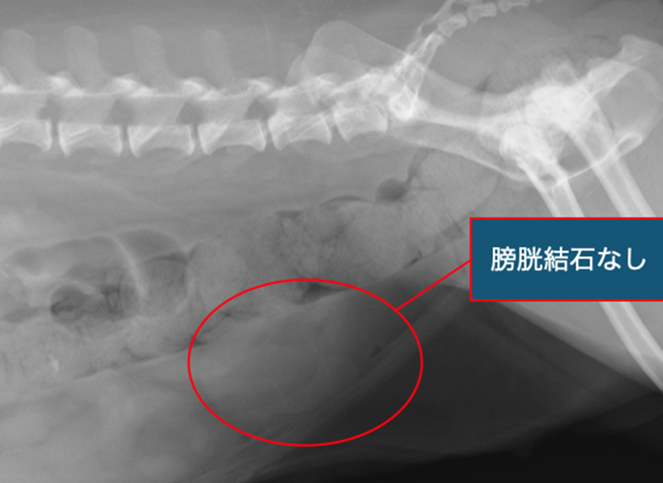 術後のレントゲン画像